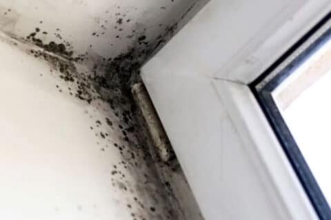 Everdry Michiana wet basement solution