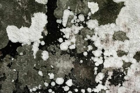 Close up of various types of mold found in wet basements